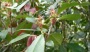 Photinia La piante in inverno