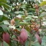 Photinia La pianta in inverno