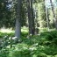 I laghetti di San Giuliano (1960 m) Il bosco