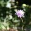 Le pi belle foto dei fiori 