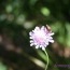 Le pi belle foto dei fiori 