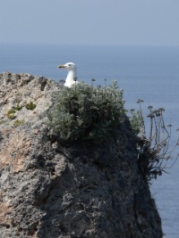 L'Isola del Giglio  - Tempo libero > Viaggi e Vacanze