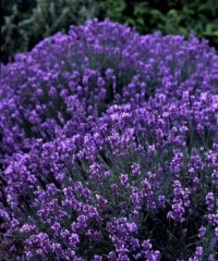 La Lavanda  - Casa > Fiori e Piante