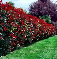 Photinia  - Casa > Fiori e Piante