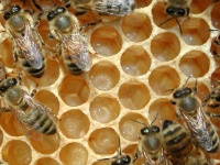 Il Polline d'api: il cibo perfetto  - Salute > La medicina naturale