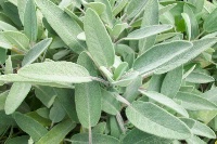 La salvia  - Salute > La medicina naturale