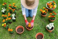 Il verde senza sprechi  - Casa > Fiori e Piante