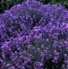 Piante da giardino - La Lavanda