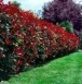 Piante da giardino - Photinia