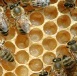 Curarsi in modo naturale - Il Polline d'api: il cibo perfetto